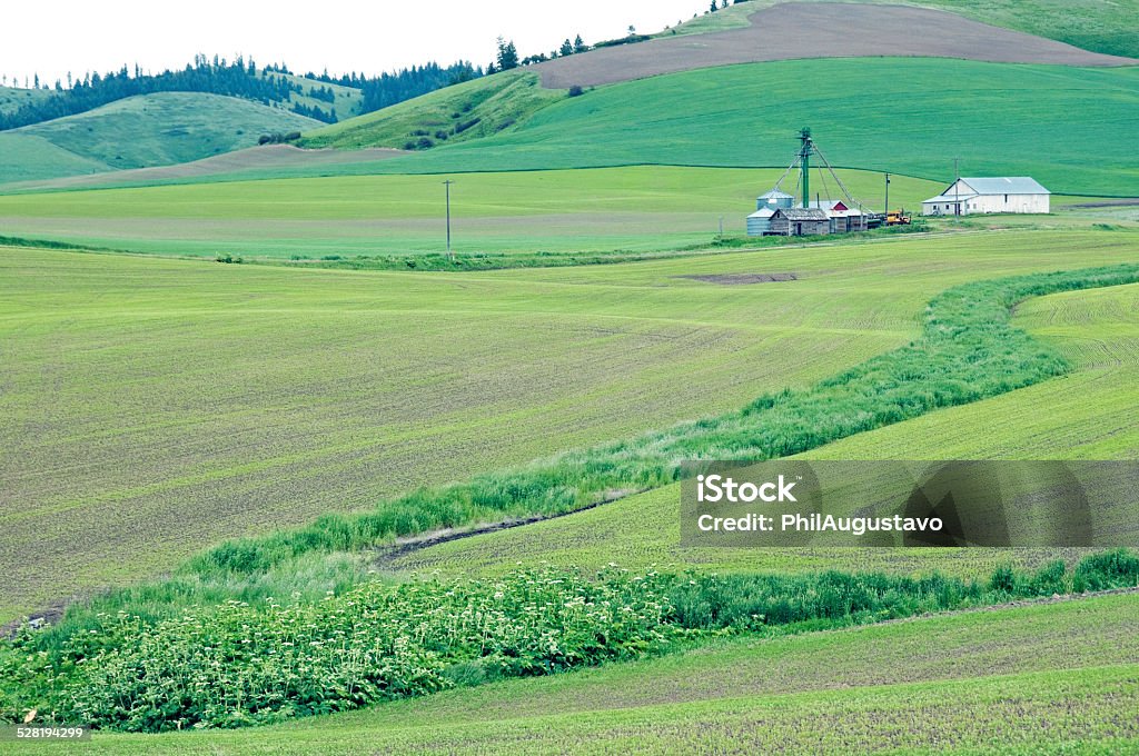 Wheat and pea fields in the Palouse region of Washington Wheat and pea fields in the Palouse region of Washington state Agricultural Field Stock Photo