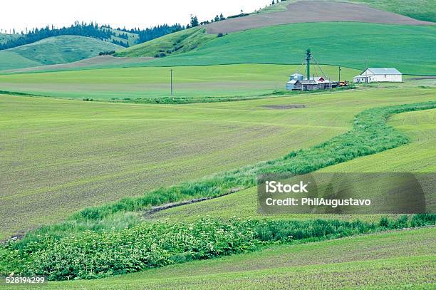 Wheat And Pea Fields In The Palouse Region Of Washington Stock Photo - Download Image Now