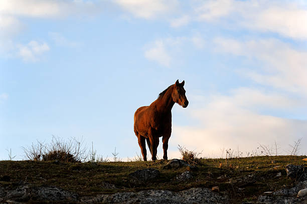 istock Horse Silhouetted Against Evening Sky Background 528194445