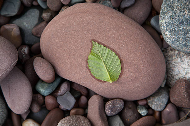 istock Leaf on Rock by Lake Superior 528195705
