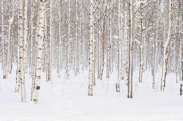 Winter trees Trees in the park or the woods in winter snow birch tree stock pictures, royalty-free photos & images