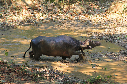 A wild water buffalo walking in a muddy pond in Pokhara, Nepal