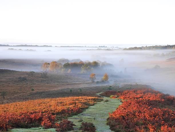 mist over path to new forest woodland autumn the new forest national park, hampshire, southern england, uk, new forest photos stock pictures, royalty-free photos & images