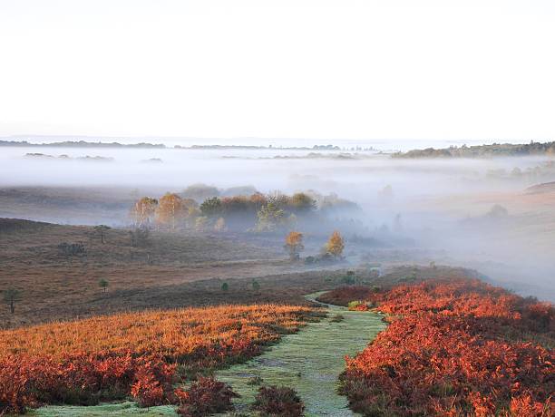 туман на пути к новой лес в лесу осенью - hampshire стоковые фото и изображения