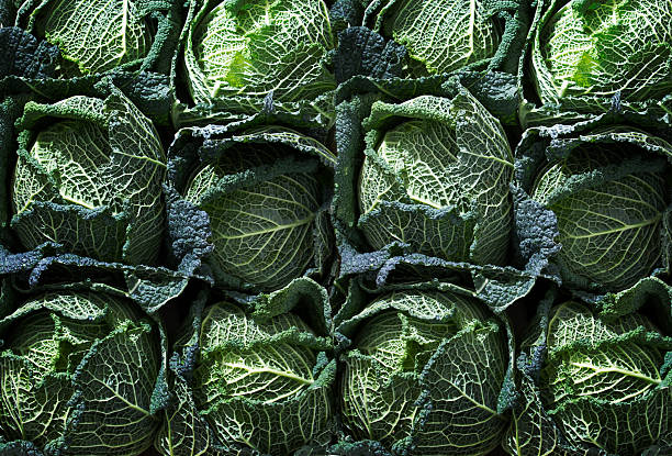 Verde cabbages - foto stock