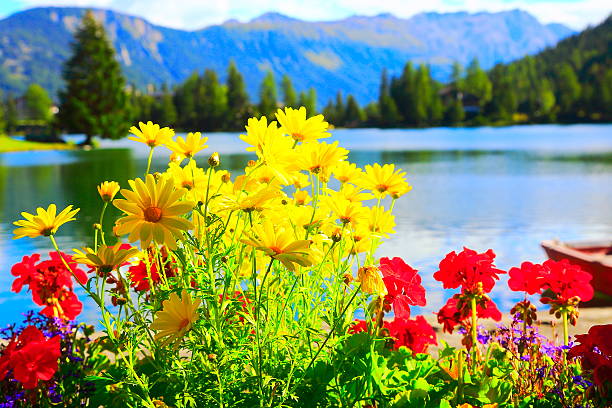 amarillo margarita flores y geranio en lake shore alpino - perfection gerbera daisy single flower flower fotografías e imágenes de stock