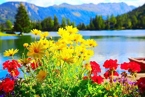 giallo margherita fiori e geranio sul lago alpino shore - perfection gerbera daisy single flower flower foto e immagini stock
