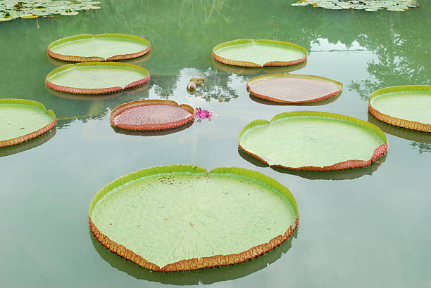 istock Victoria Water Lily 528198125