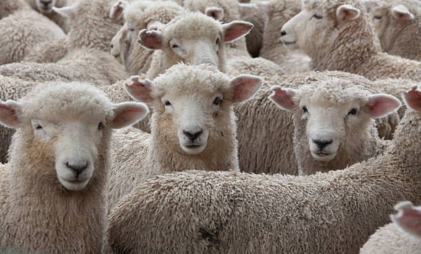 istock Sheep Herd in New Zealand 528198287