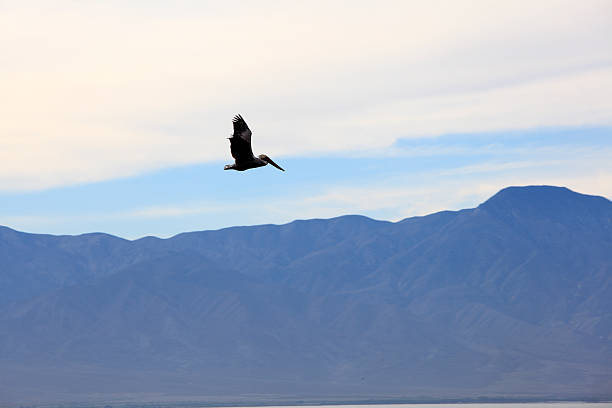 istock Free Spirit Soaring Above 528198289