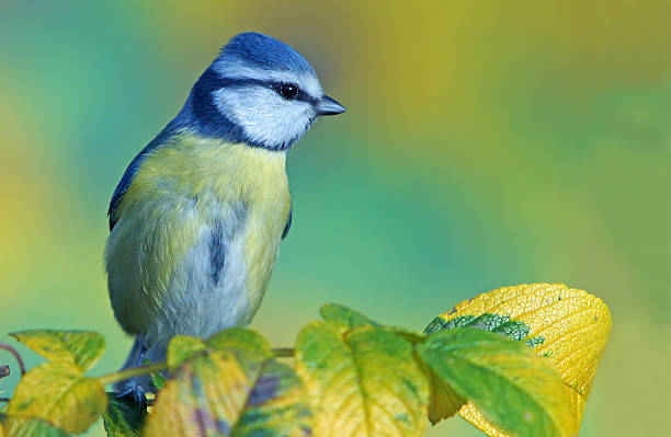 istock Blue tit on wild rose twig 528198951