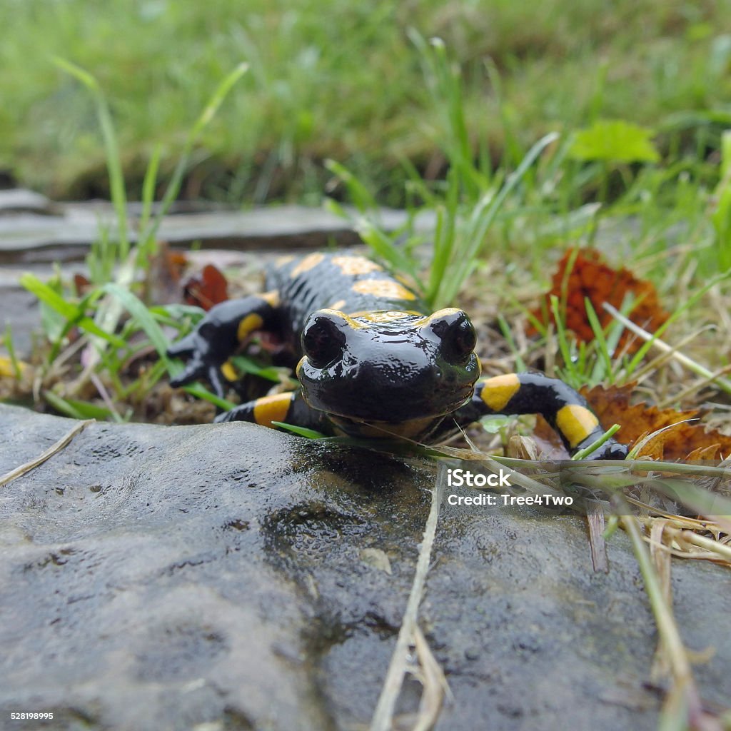 European amphibian: Fire Salamander ( Salamandra salamandra) Portrait of a Fire Salamander. Selective focus on the eyes. Blurred background. Location: Hausham, Upper Bavaria, Bavaria, Germany. Amphibian Stock Photo