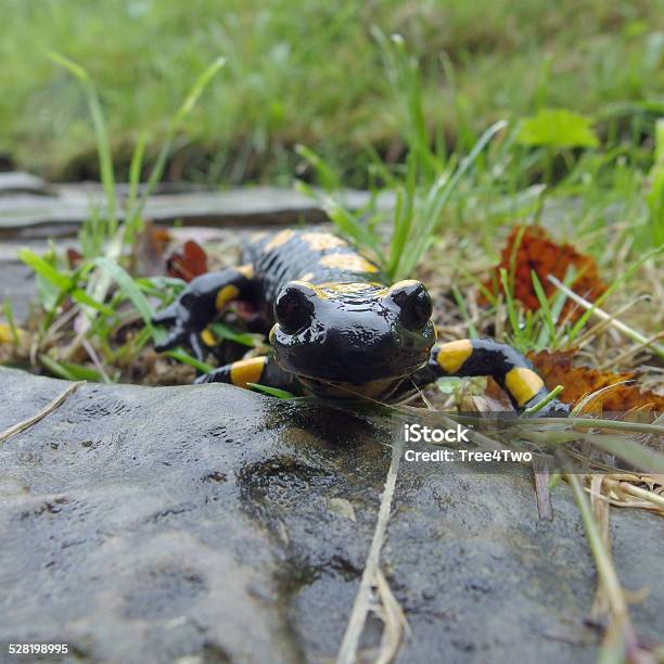 European Amphibian Fire Salamander Stock Photo - Download Image Now