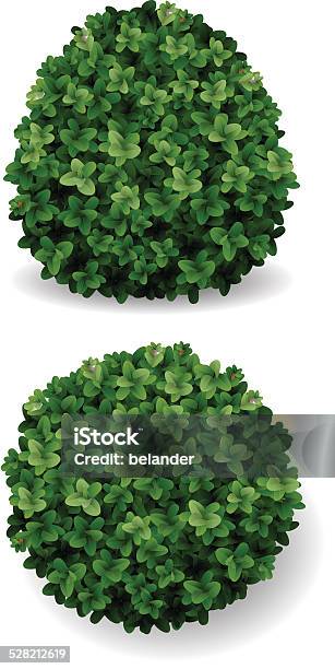 Bush Decorative Boxwood Stock Illustration - Download Image Now - Botany, Boxwood, Branch - Plant Part