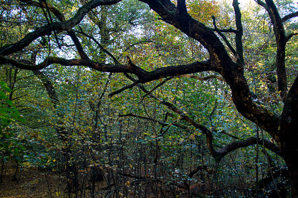 istock Autumn oak in the forest 528214141