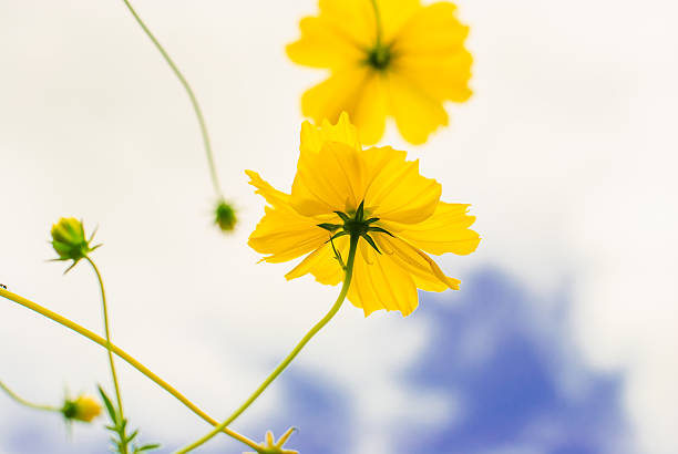 istock Yellow floweron the blue sky 528215165