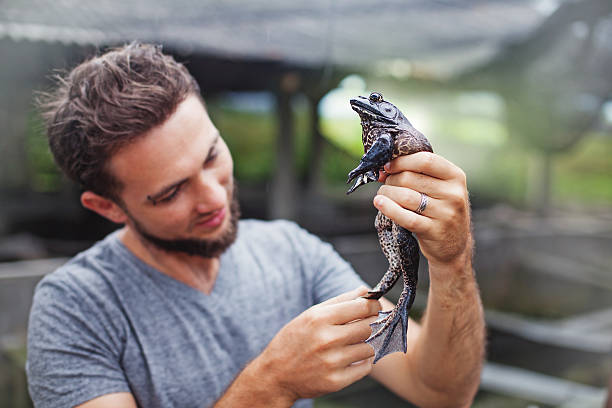 rolnik na gospodarstwo żabę - bullfrog frog amphibian wildlife zdjęcia i obrazy z banku zdjęć