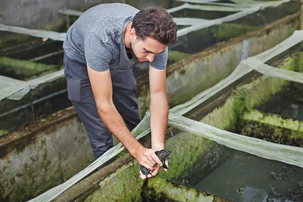 Photo of Farmer on a frog farm