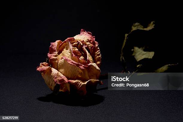 Withered Rose Stock Photo - Download Image Now - Abstract, Accidents and Disasters, Autumn