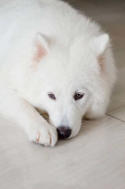 istock White Samoyed dog puppy close up portrait 528218517