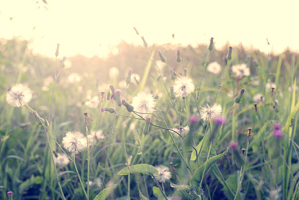 istock wild flowers and plants dandelions 528238989