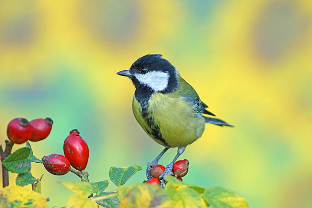 istock Great tit on wild rose twig 528239265