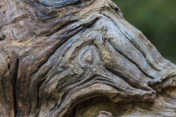 istock texture of bark wood 528239759