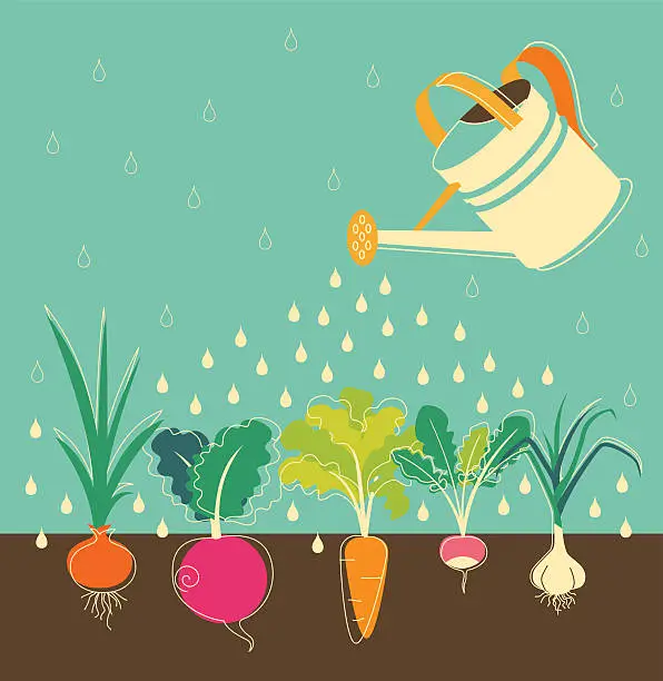 Vector illustration of Vegetables garden watering