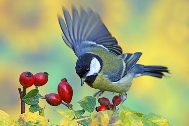 istock Great tit on wild rose twig 528240277