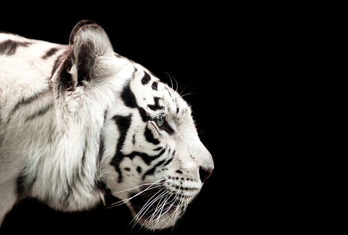 Profile of Bengal white tiger on a black background.