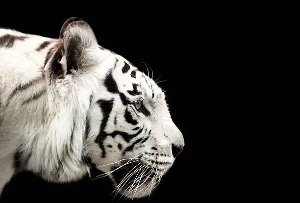 Photo of Bengal white tiger.