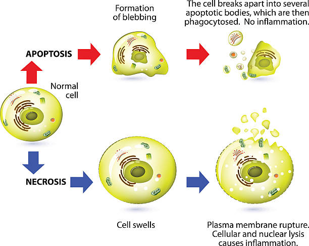 apoptosis und necrosis. unterschied. - security order bacterium biology stock-grafiken, -clipart, -cartoons und -symbole