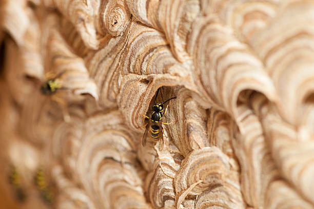 wasps sur nid - mehrere tiere photos et images de collection