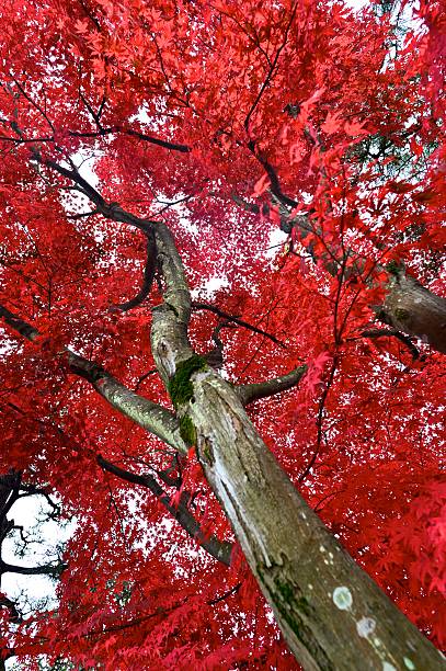 istock Beautiful, sky, autumn, leaves, japan 528241835