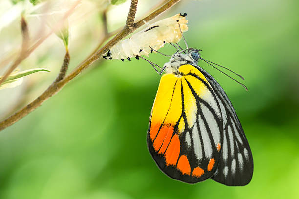 Beautiful butterfly Beautiful butterfly emerges from a cocoon morphing stock pictures, royalty-free photos & images