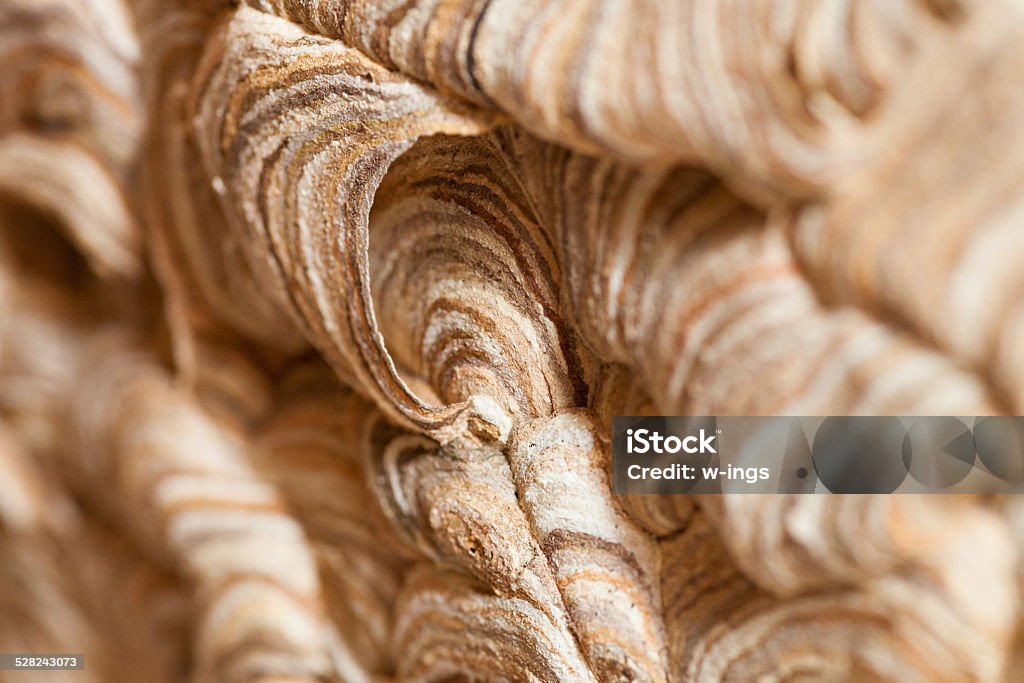 abstrakt nature background striped wasp nest, bautiful nature pattern  background,  closeup Abstract Stock Photo