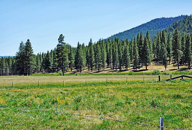 istock Pasture in Mountains Northern California 528243893