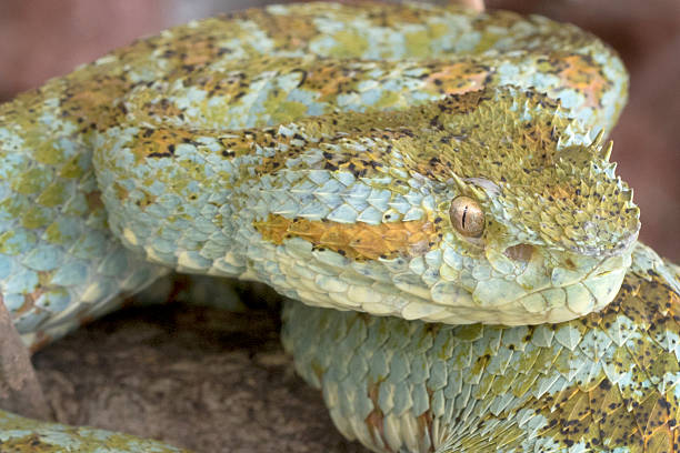 istock Close-up of a Blotched Palm-pit viper Venomous Snake 528244409