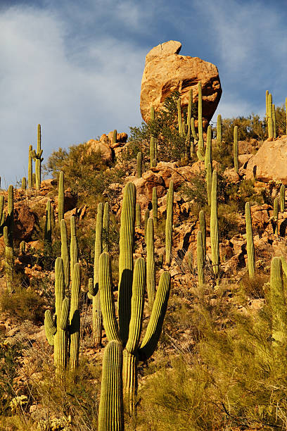 istock Saquaro Cactus Arizona Desert 528244557