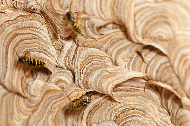 ocupado wasps en su hogar - mehrere tiere fotografías e imágenes de stock
