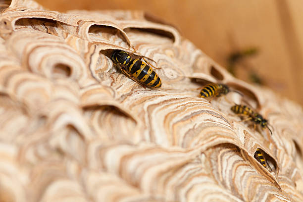 wasps nest - mehrere tiere fotografías e imágenes de stock