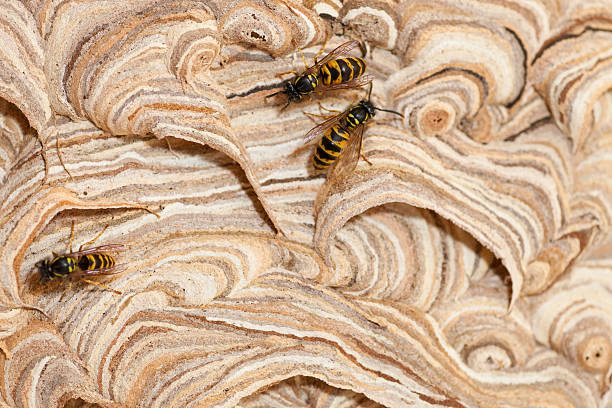 wasps en nest - mehrere tiere fotografías e imágenes de stock