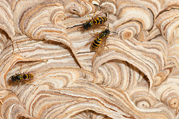 wasps sur nid - mehrere tiere photos et images de collection