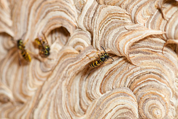 wasps a nido - mehrere tiere foto e immagini stock