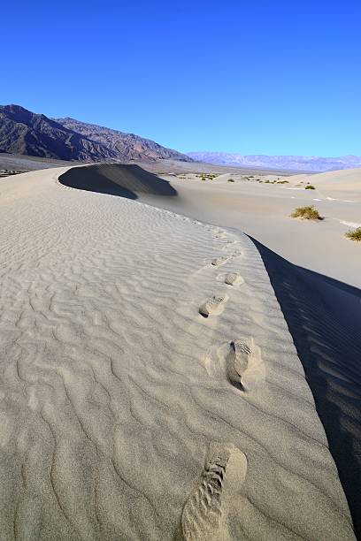 istock Desert Dunes, Death Valley NP 528246581