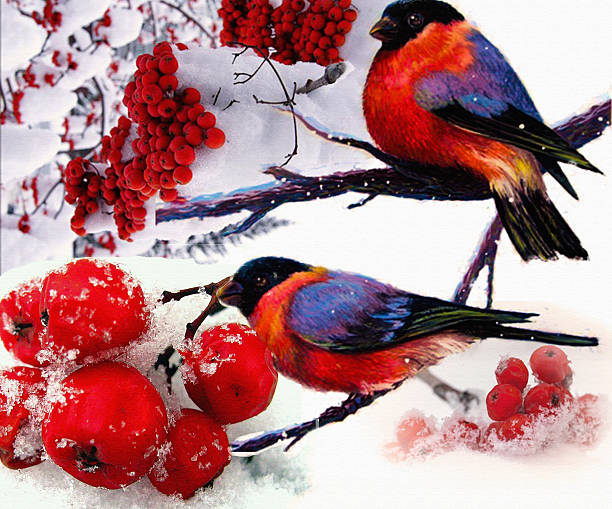 istock bullfinches on a snow-covered mountain ash. Winter illustration 528278868