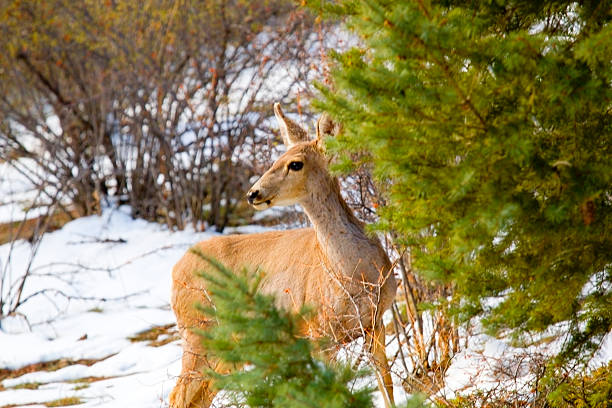 Mule deer foraging for food in the snow and brush early in the morning in the Pike National Forest of Colorado