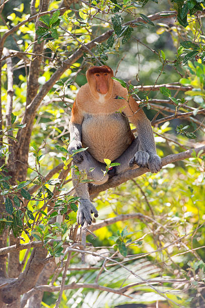 istock the proboscis monkey, Nasalis Larvatus or long-nosed monkey 528279180