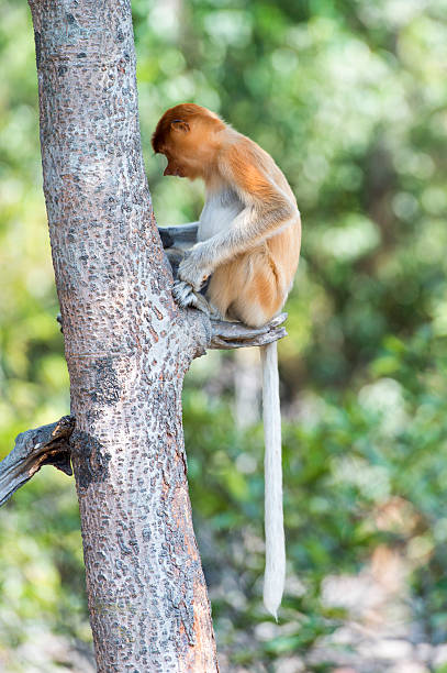 istock The proboscis monkey, Nasalis Larvatus or long-nosed monkey 528279512