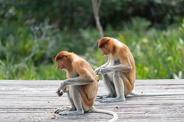 istock The proboscis monkey, Nasalis Larvatus or long-nosed monkey 528279574